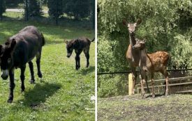 Оленятко та ослик народились у зоокутку парку Сопільче