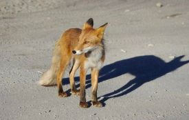 На вулиці в Чорткові виявили мертву лисицю