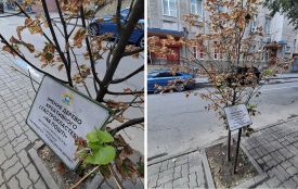 Іменні дерева за кошти тернополян — сохнуть. Хто їх відновлюватиме?