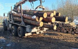 У заповіднику «Медобори» викрили схему незаконної вирубки лісу на понад 6 млн грн