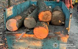 На Чортківщині чоловік викрав колоди дуба з лісу та намагався відкупитися від поліцейських
