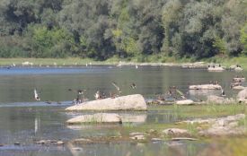 Граціозні чепури, лебеді та крижні: хто творить осінній пейзаж Дністра
