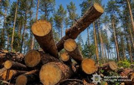 Незаконно вирубали ліс на 4,5 млн грн: посадовцю на Тернопільщині повідомили про підозру