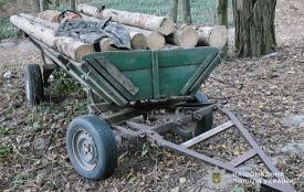 Затримали чоловіка за незаконну рубку сосни у «Суразькій дачі»