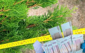 57 тисяч за саджанці сакури та туї: на Тернопільщині службовця науково-дослідної установи взяли під варту
