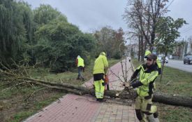 На дамбі Тернопільського ставу видалять сухостійні каштани