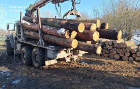 Судитимуть шістьох людей за незаконну вирубку лісу в заповіднику «Медобори»