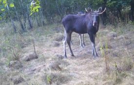 Величні й непередбачувані: у «Медоборах» фотопастка зафіксувала двох лосів