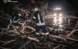 Повалене дерево на трасі та підтоплення будинку для літніх людей: рятувальники ліквідували наслідки негоди