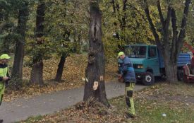 На Київській видаляють чотири аварійні липи