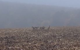 Група косуль на полі: відео від читачів