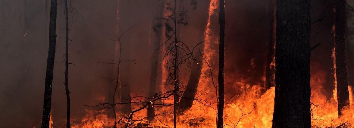Палив сміття – загорівся ліс. Шумчанина покарали обмеженням волі і 175-тисячним штрафом