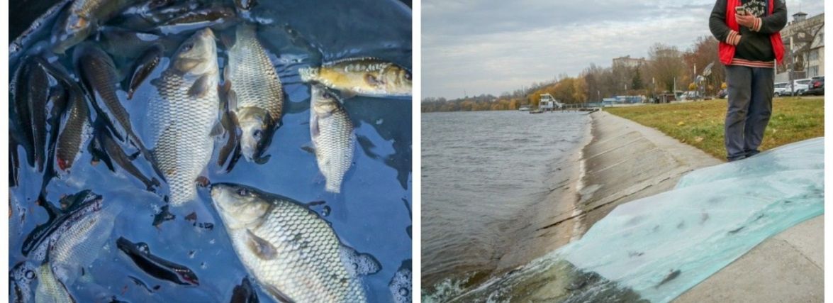 У Тернопільський став випустили понад 150 000 мальків коропа (ФОТО)