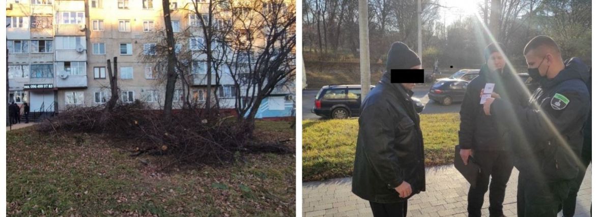 У Тернополі мешканець самовільно зрізав дві липи та пошкоди ще одне дерево. Що йому загрожує?