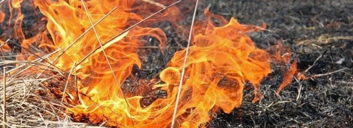 Збитки на пів мільйона: жінка спалювала на подвір'ї сухе листя, а вогонь перекинувся на лісові насадження