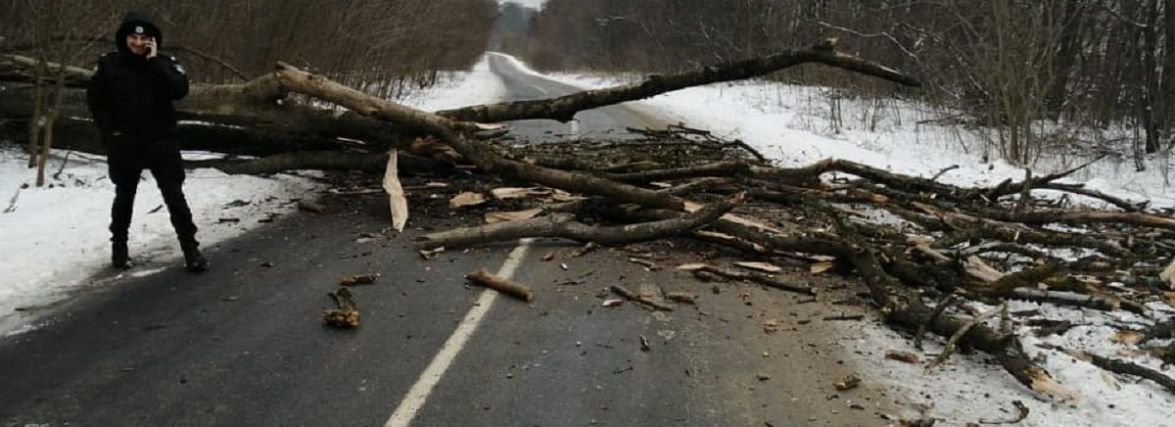 Водії, будьте обережні! Пориви вітру кидають дерева на проїзну частину