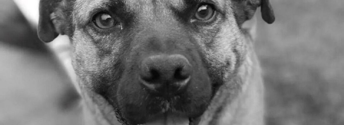 У Тернополі хочуть встановити скульптуру собаки Джессі, яка стала місцевою знаменитістю