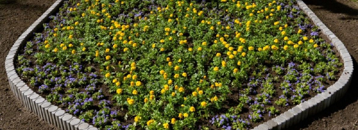 На Бандери висадили патріотичну клумбу з тризубом. Які ще місця у Тернополі прикрасили квітами