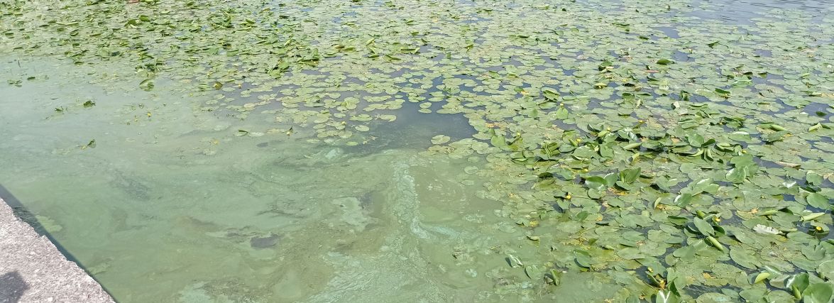 Знову зацвів! На Тернопільському ставі змінився колір води та з’явився неприємний запах
