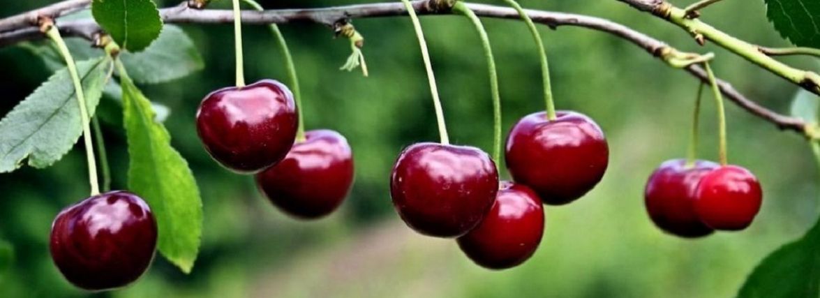 Поки жінка на дереві обривала вишні, злодій поцупив її сумку з речами