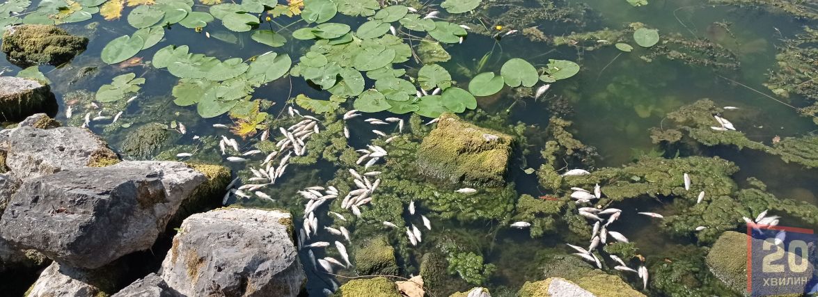 Біля «Чайки» загинуло понад 22 тисячі риби, але всі міські служби як води у рота набрали. Чому?