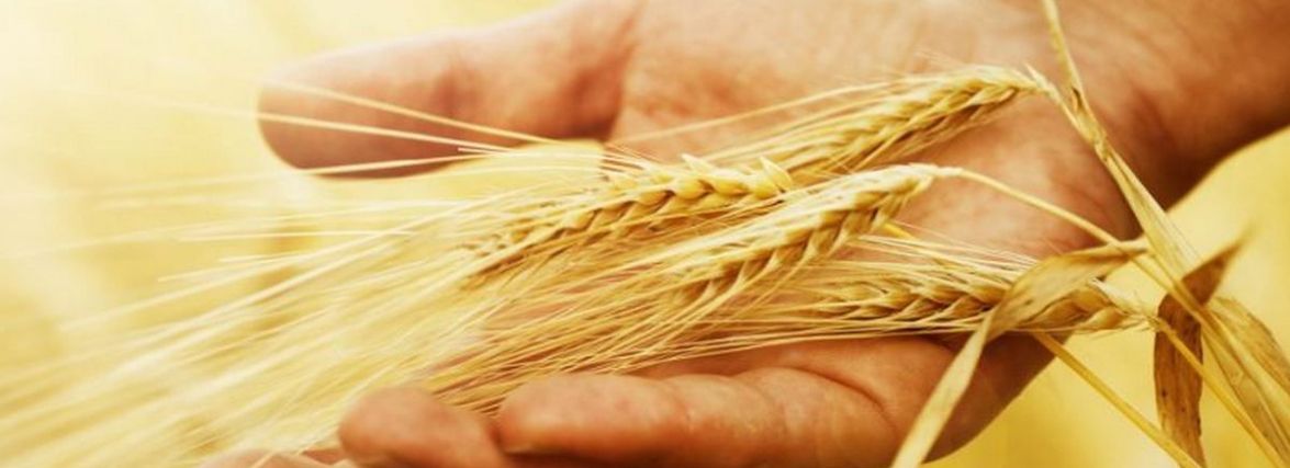 Сьогодні, 18 серпня: за народним календарем день Євстигнія-Житника