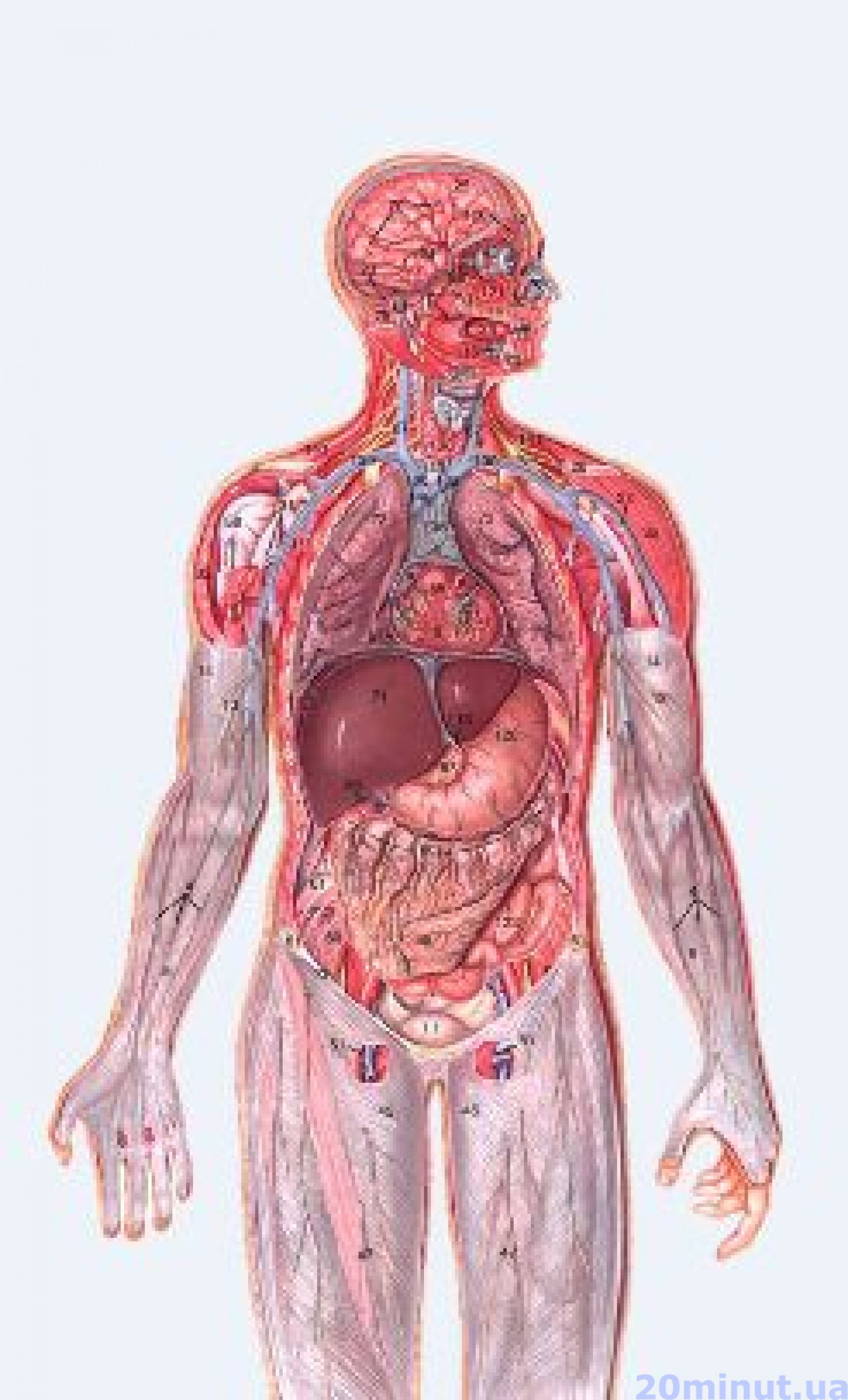 Передняя часть человека. Анатомия человека. Органы человека. Тело человека анатомия. Внутренние органы человека.