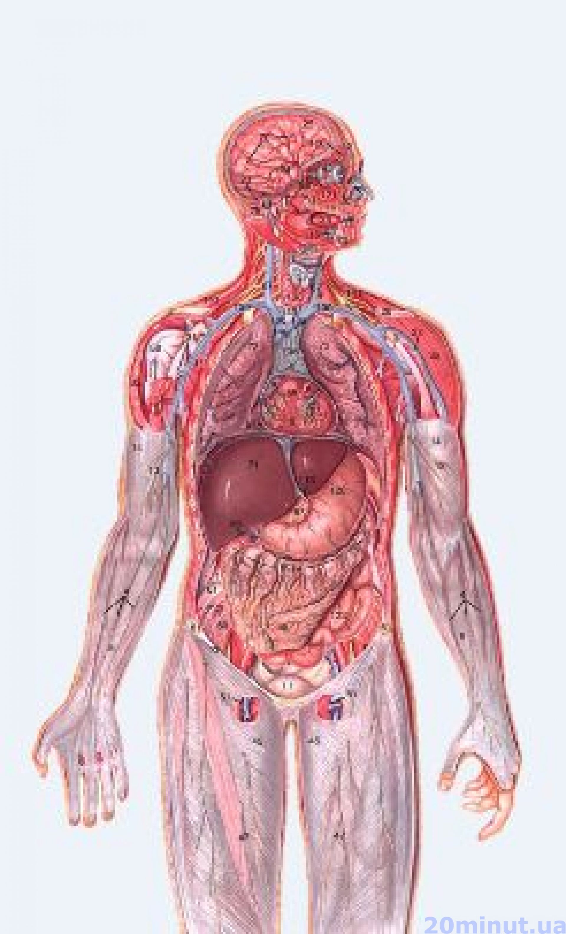 Анатомия органов человека картинки. Органы человека. Внутренние органы человека.