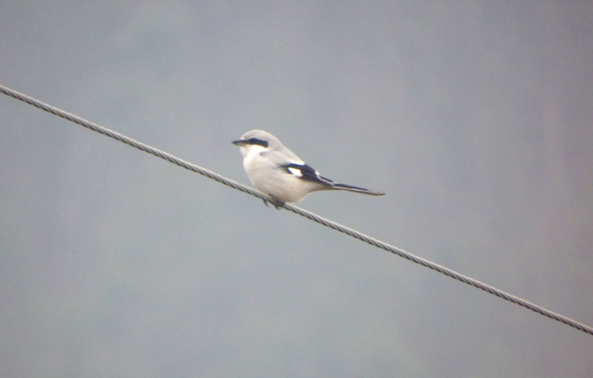 Грудень у «Дністровському каньйоні»: дивовижні знахідки в околицях Устечка та Ниркова