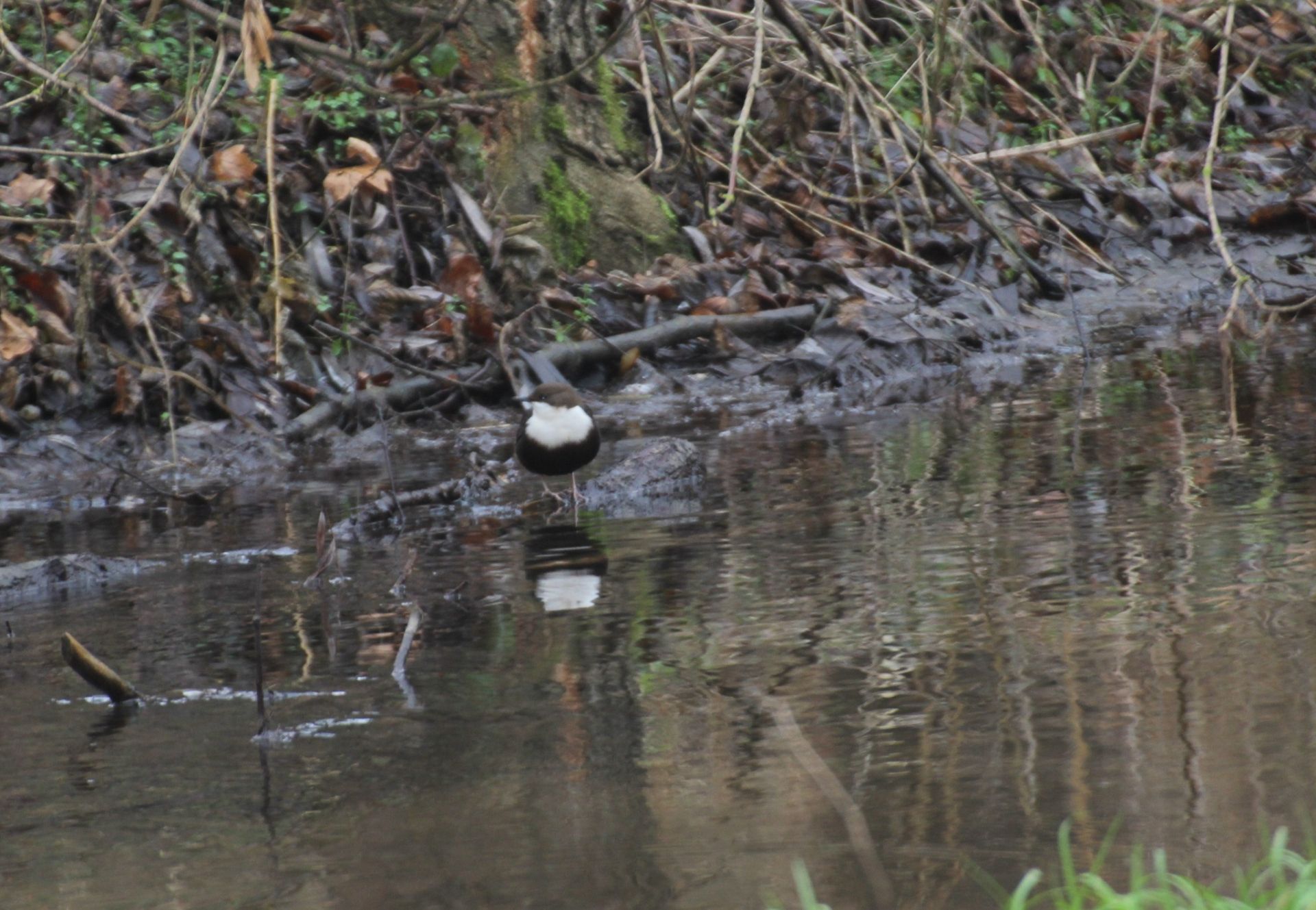 Грудень у «Дністровському каньйоні»: дивовижні знахідки в околицях Устечка та Ниркова