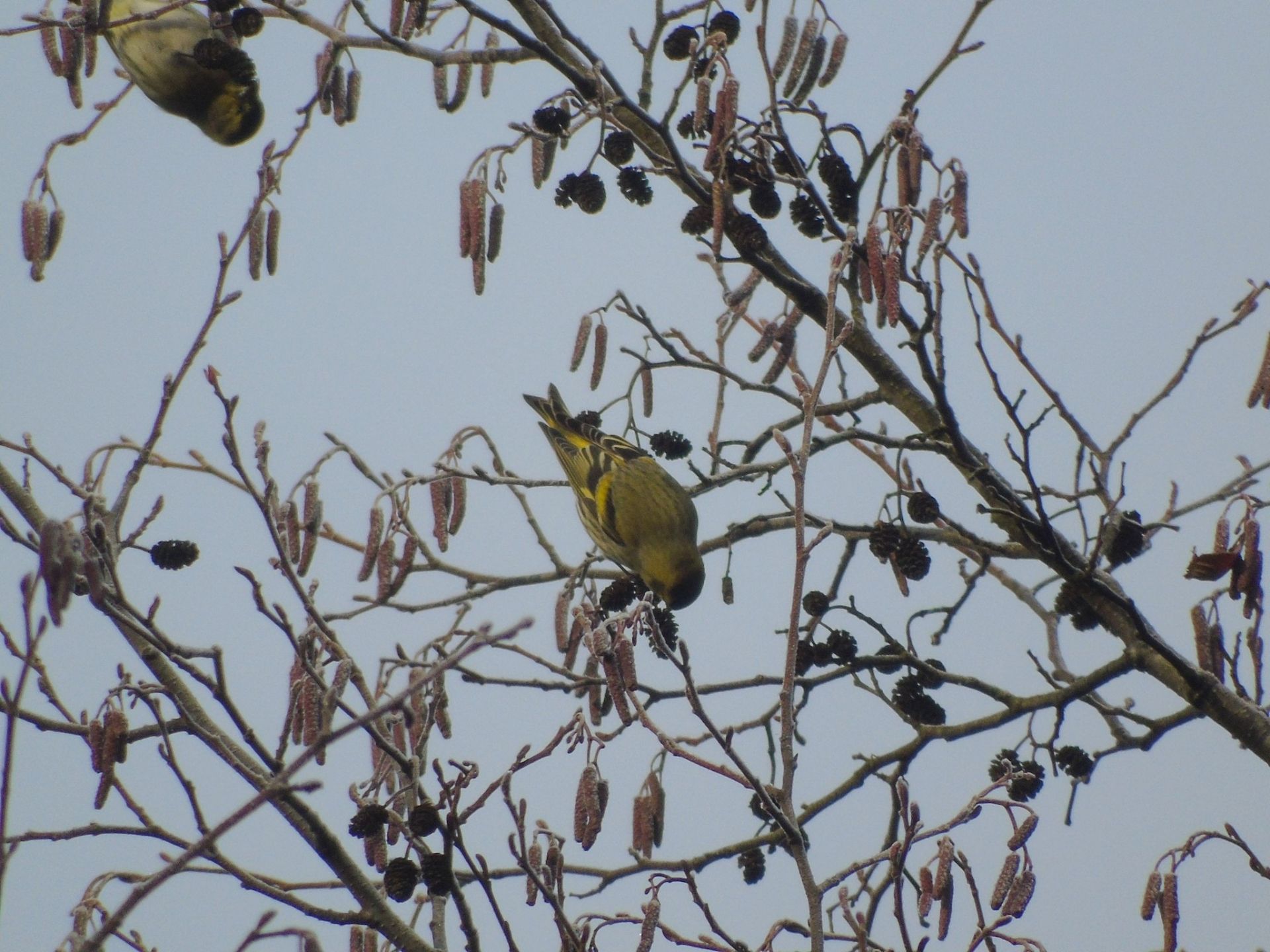 Грудень у «Дністровському каньйоні»: дивовижні знахідки в околицях Устечка та Ниркова