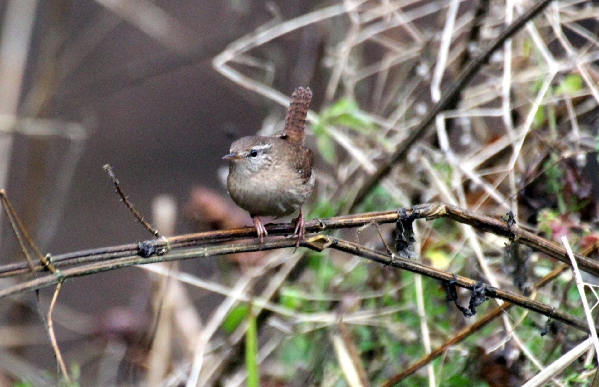 Грудень у «Дністровському каньйоні»: дивовижні знахідки в околицях Устечка та Ниркова