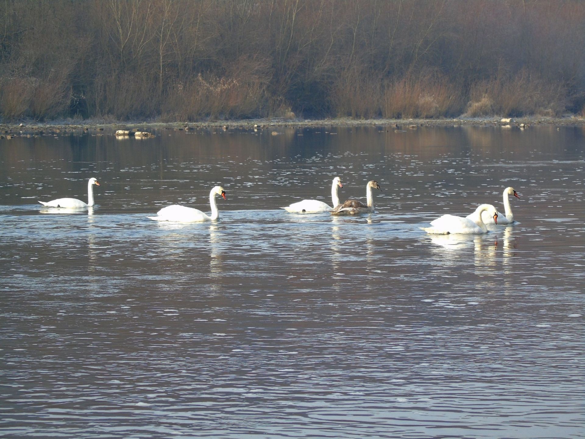 Грудень у «Дністровському каньйоні»: дивовижні знахідки в околицях Устечка та Ниркова