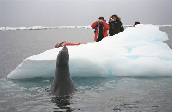 Туристи полюбляють фотографувати антарктичних тварин, але й серед тюленів є хижі