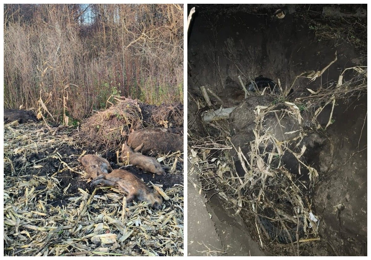 У Збаразькій громаді сім диких тварин загинули від африканської чуми свиней