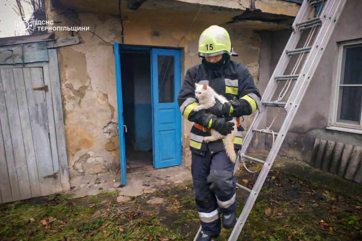 У Заліщиках викликали рятувальників, щоб зняти котика з даху