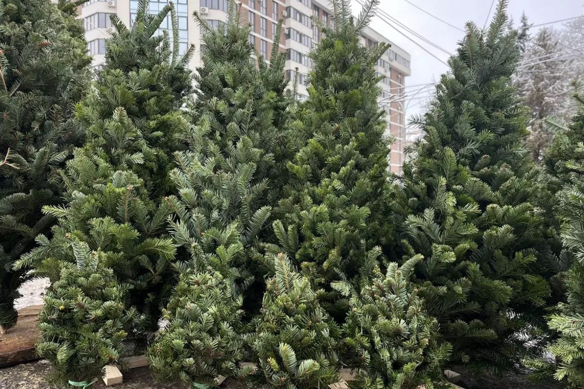 У Тернополі з 4 грудня розпочинають продаж живих ялинок: список адрес