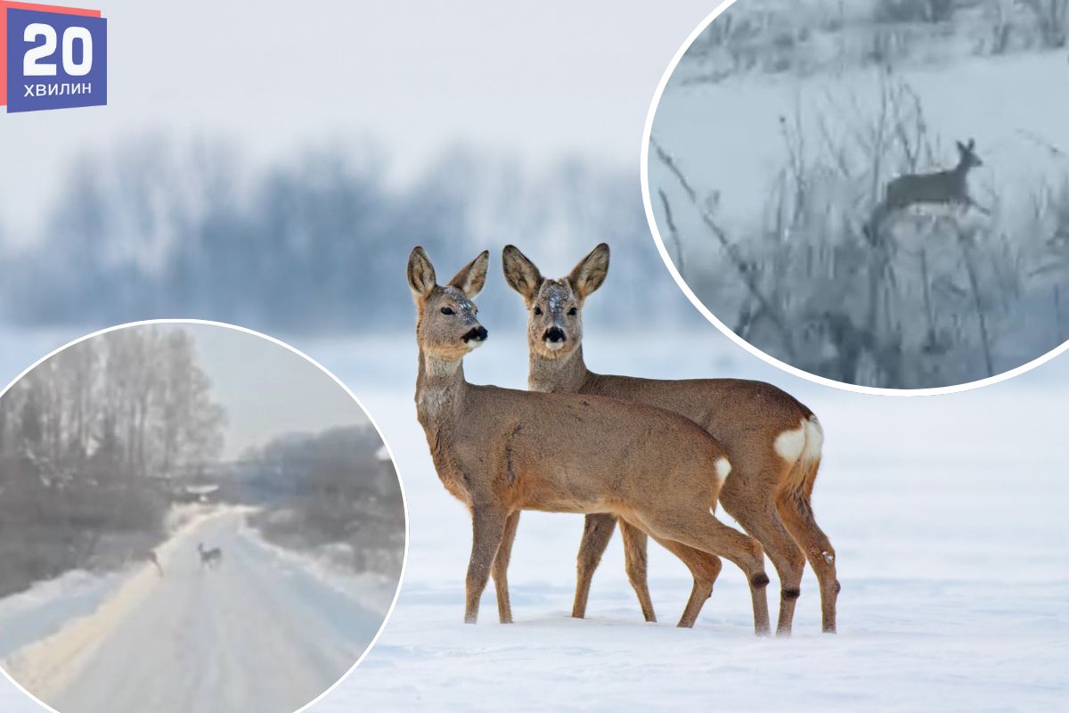 Перебігали дорогу біля людських будинків: неподалік Тернополя помітили диких косуль