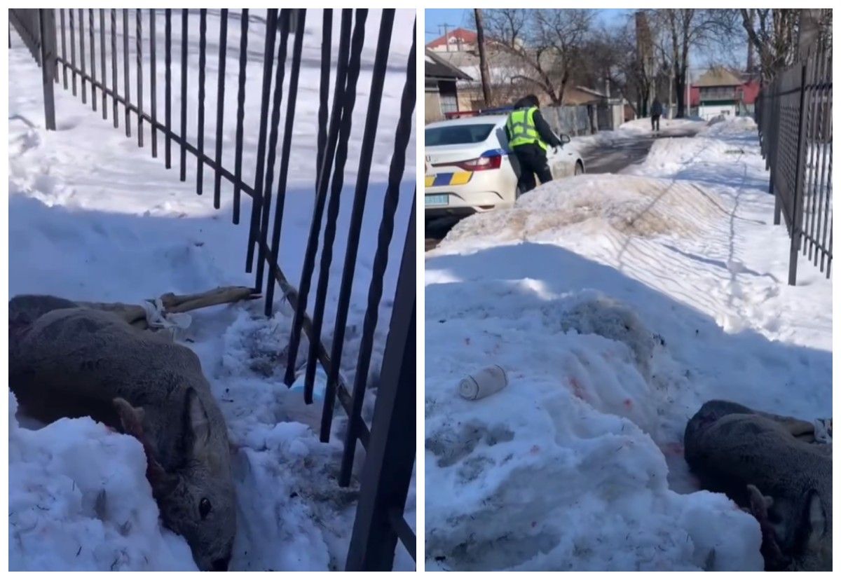 У Тернополі рятували косулю, яка застрягла в металевій огорожі