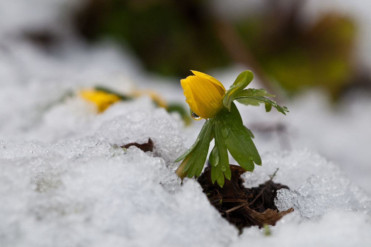 Дощі та до 11° тепла: чим дивуватиме погода на Тернопільщині у найближчі дні