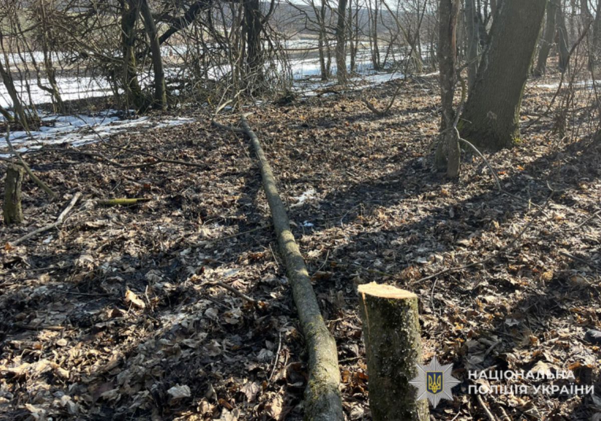 Житель Підволочиської громади намагався дати хабаря працівнику лісництва за зрубане дерево