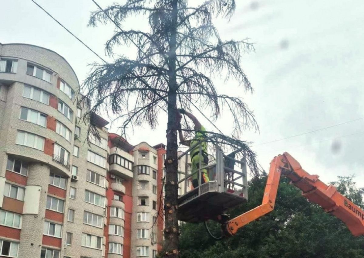 У Тернополі видалять шість сухостійних дерев