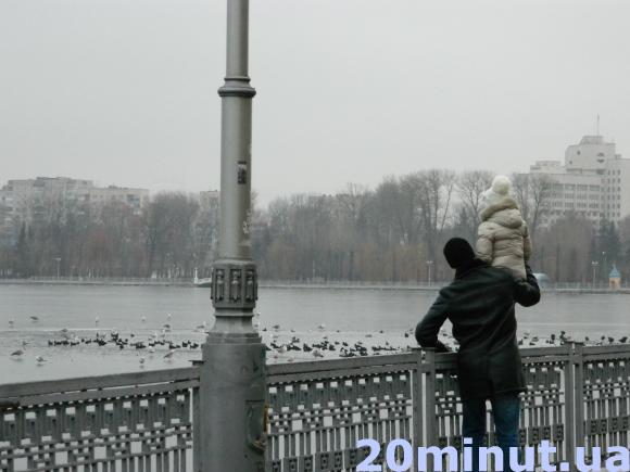 Фото дня: На Ставі мерзнуть десятки птахів, фото №1 на сайті 20minut.ua
