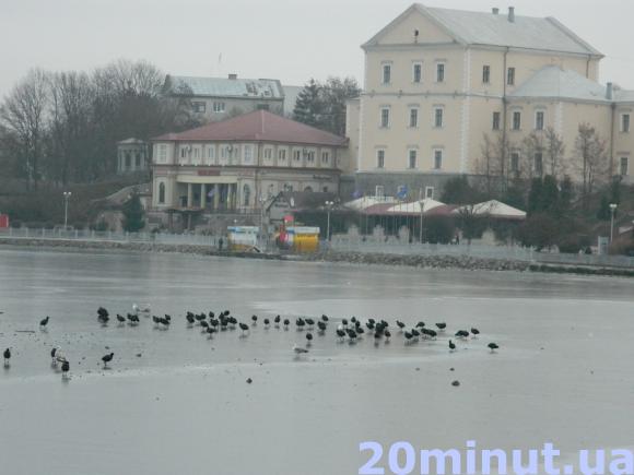 Фото дня: На Ставі мерзнуть десятки птахів, фото №2 на сайті 20minut.ua
