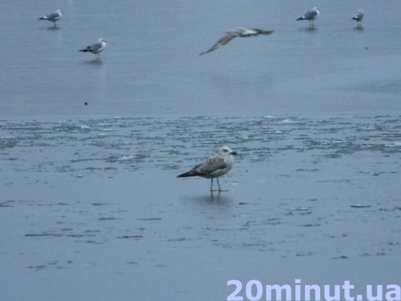 Фото дня: На Ставі мерзнуть десятки птахів, фото №4 на сайті 20minut.ua