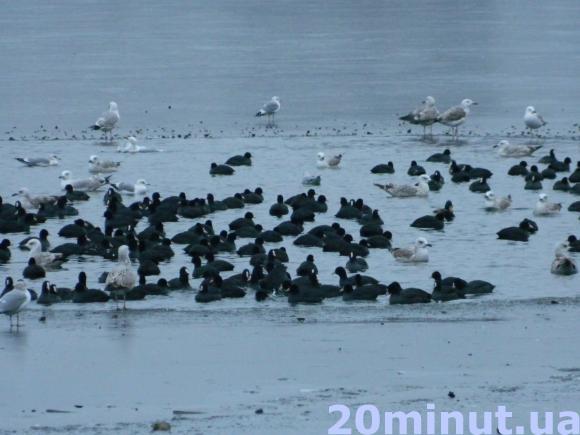 Фото дня: На Ставі мерзнуть десятки птахів, фото №5 на сайті 20minut.ua