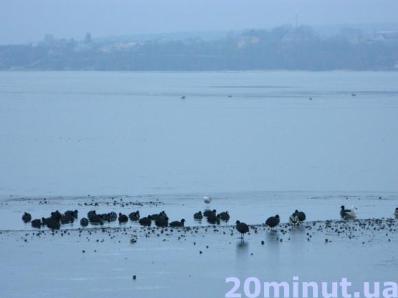 Фото дня: На Ставі мерзнуть десятки птахів, фото №6 на сайті 20minut.ua