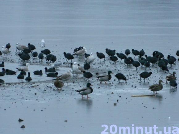 Диких качок на Ставі можна підгодовувати кукурудзою та вареною картоплею, фото №1 на сайті 20minut.ua