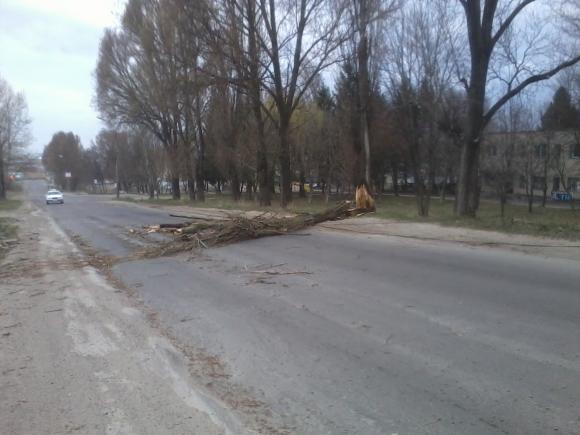 У Тернополі й області буревій поламав дерева та знеструмив села, фото №1 на сайті 20minut.ua